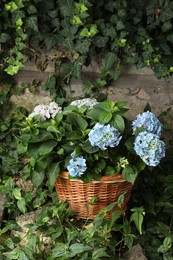 Beautiful blooming hortensia plants in wicker basket outdoors