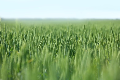 Photo of Wheat field on sunny day. Amazing nature in  summer