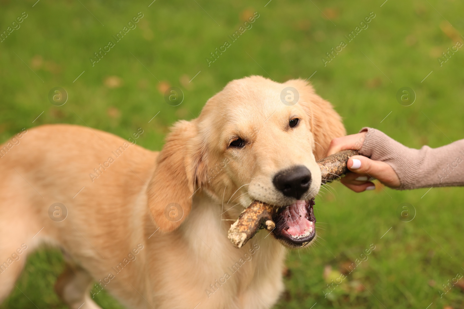 Photo of Woman playing with adorable Labrador Retriever puppy on green grass in park, closeup