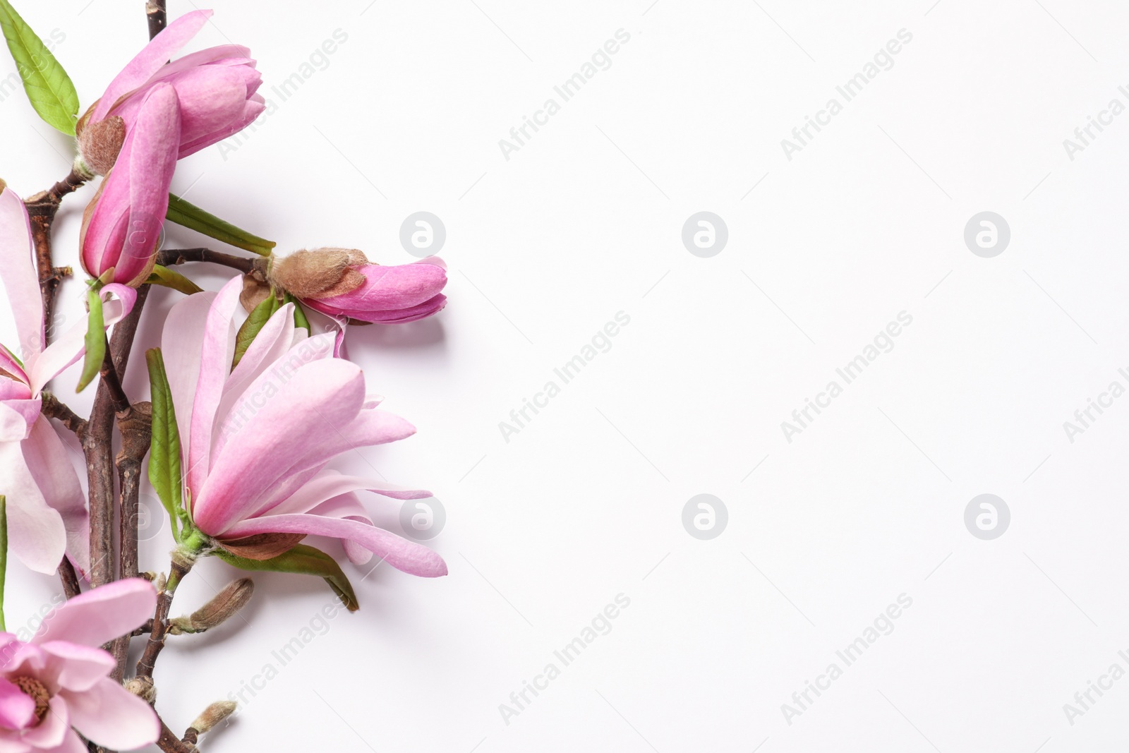 Photo of Magnolia tree branches with beautiful flowers on white background, top view