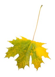 Photo of One maple leaf isolated on white. Autumn season