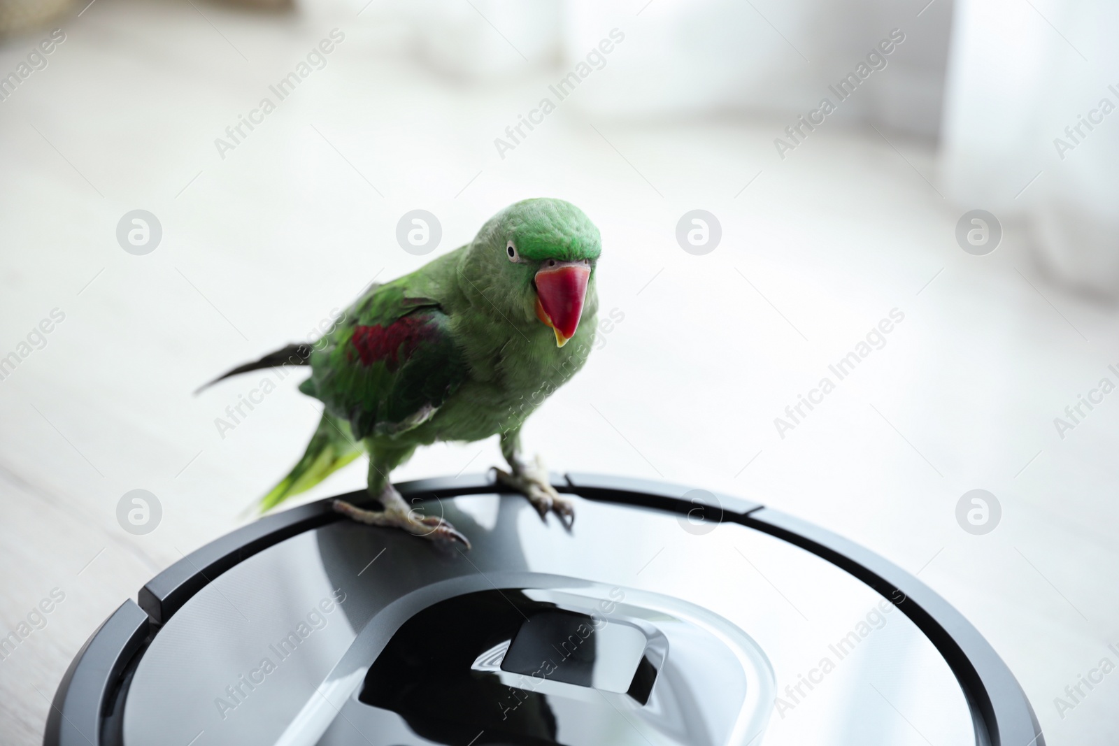 Photo of Modern robotic vacuum cleaner and Alexandrine parakeet on floor indoors