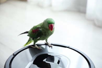 Modern robotic vacuum cleaner and Alexandrine parakeet on floor indoors