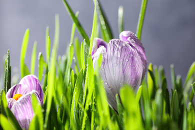 Fresh green grass and crocus flowers with dew, closeup. Spring season