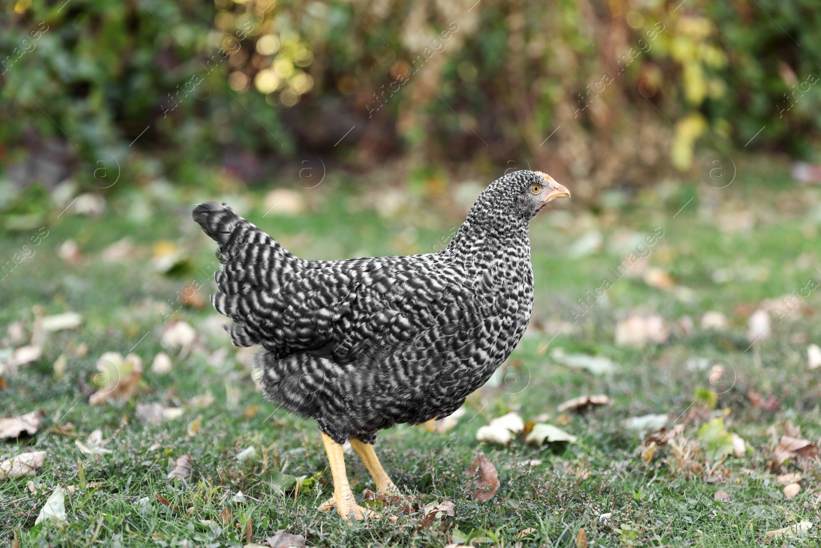 Photo of Beautiful chicken in yard on farm. Domestic animal