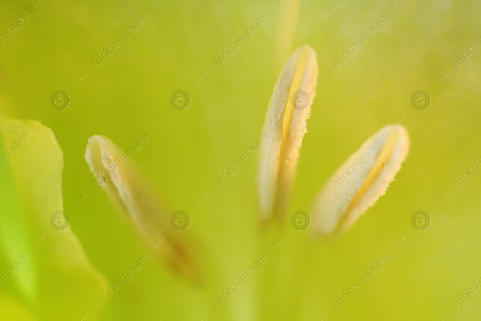 Photo of Beautiful light green Gladiolus flower as background, macro view