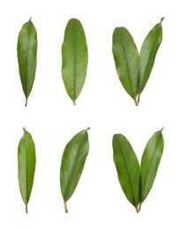 Image of Set with green leaves of pomegranate plant on white background