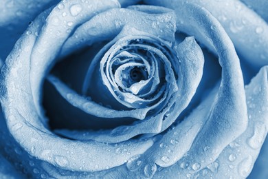 Image of Beautiful light blue rose flower with water drops as background, closeup
