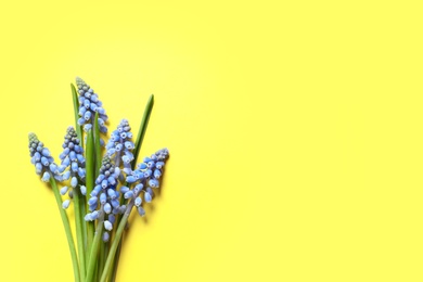 Photo of Bouquet of spring muscari flowers on color background, top view with space for text