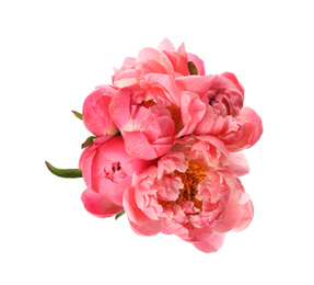 Photo of Beautiful pink peony bouquet isolated on white