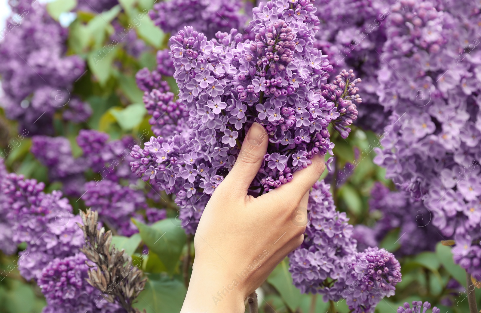 Photo of Young woman reaching for blossoming lilac outdoors on spring day