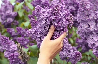 Photo of Young woman reaching for blossoming lilac outdoors on spring day