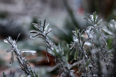 Photo of Plants in ice glaze outdoors on winter day, closeup