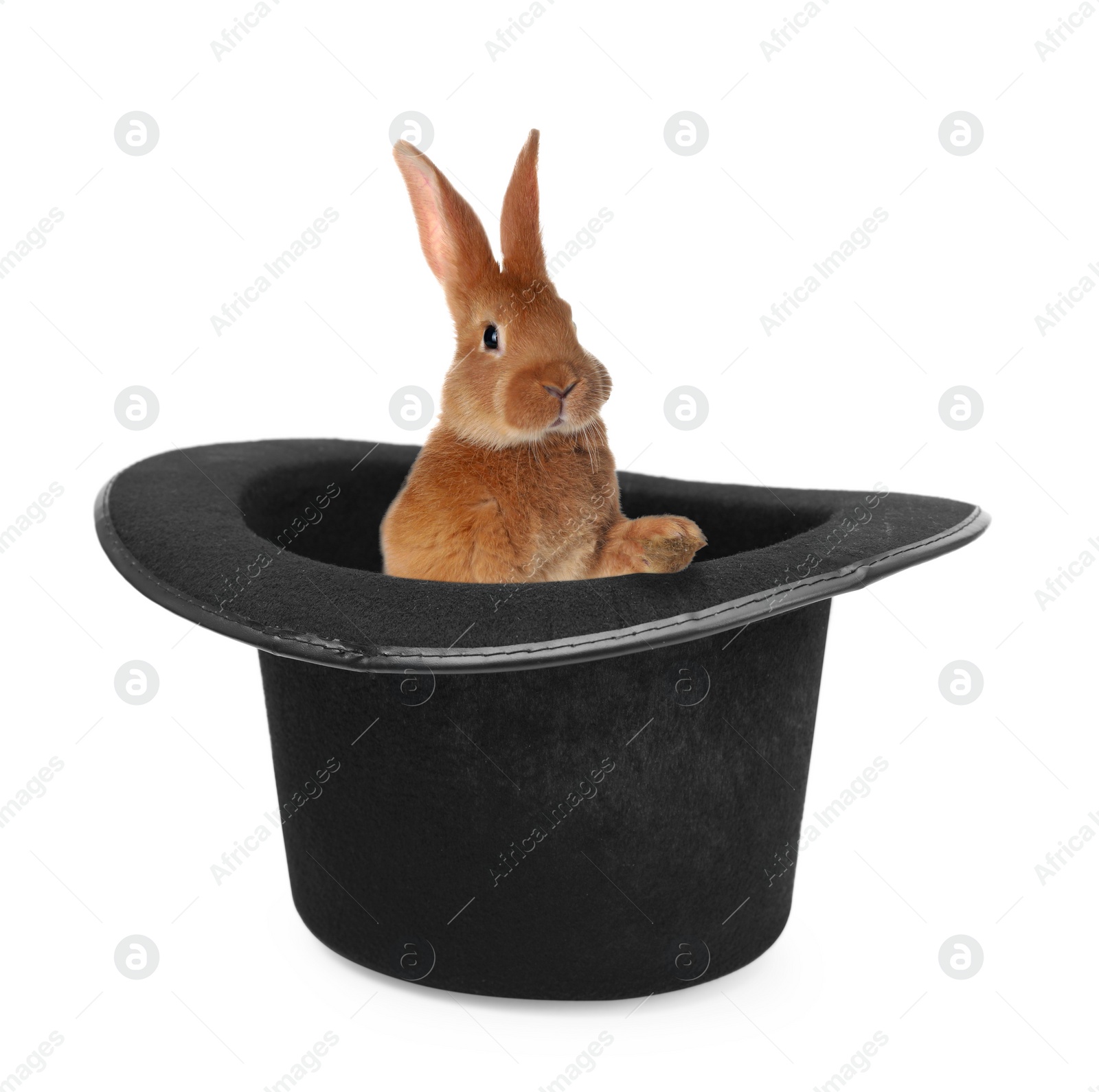 Image of Cute rabbit in top hat on white background. Magician trick