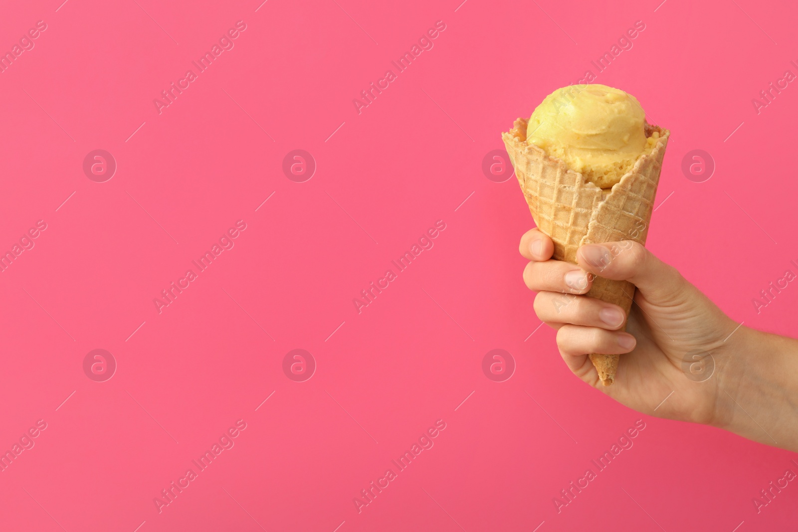 Photo of Woman holding waffle cone with delicious yellow ice cream on pink background, closeup. Space for text