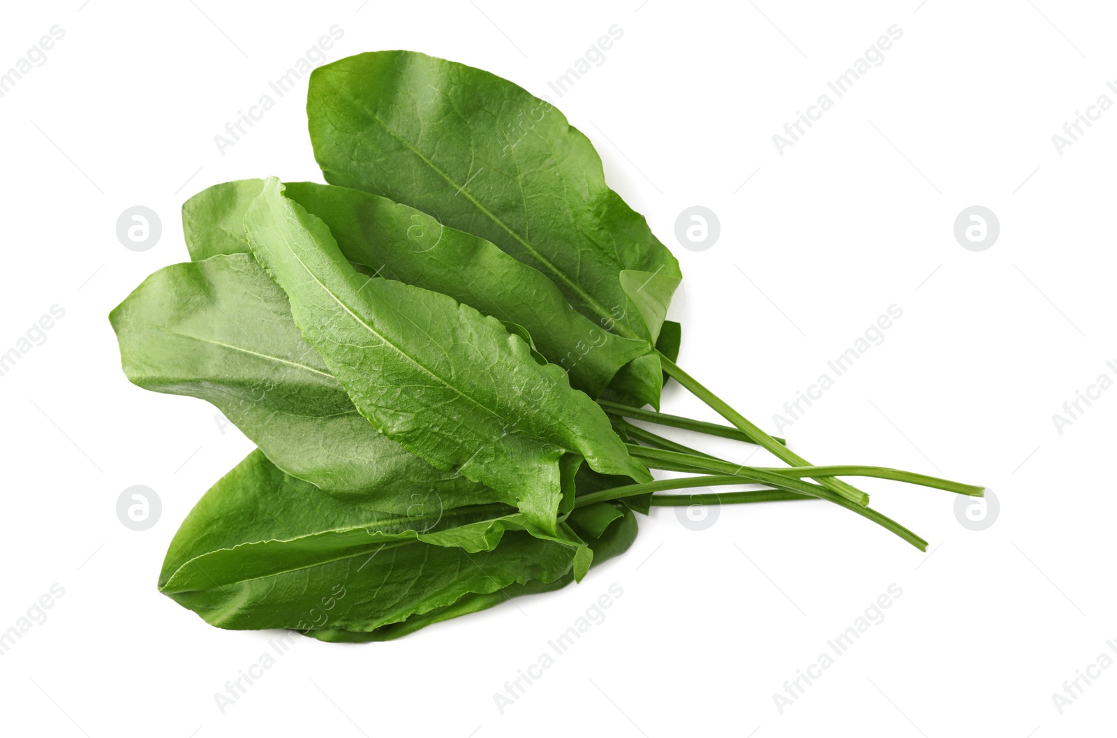 Photo of Bunch of fresh green sorrel leaves on white background, above view