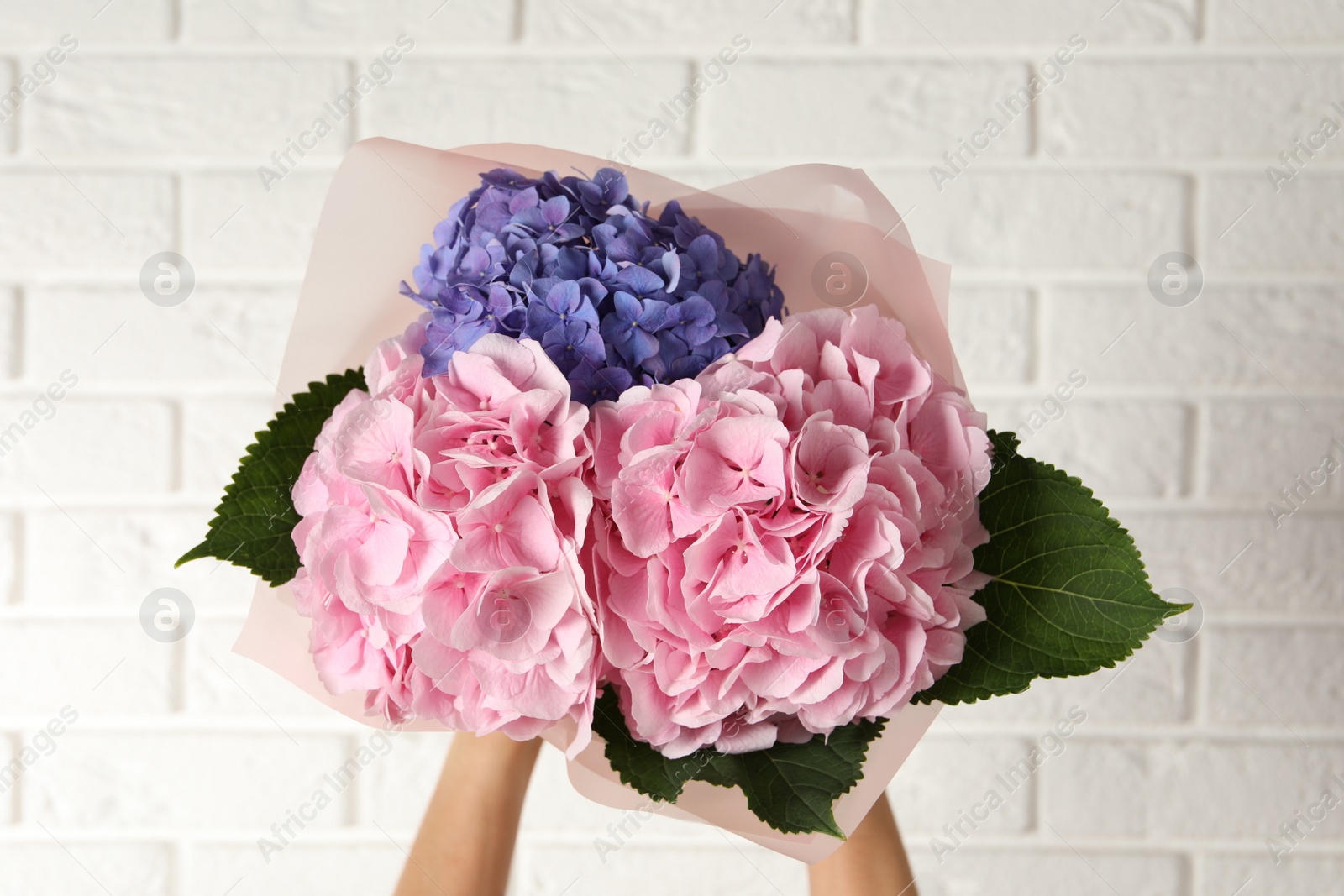 Photo of Woman with bouquet of beautiful hortensia flowers near white brick wall, closeup