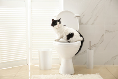 Photo of Cute cat sitting on toilet bowl in bathroom