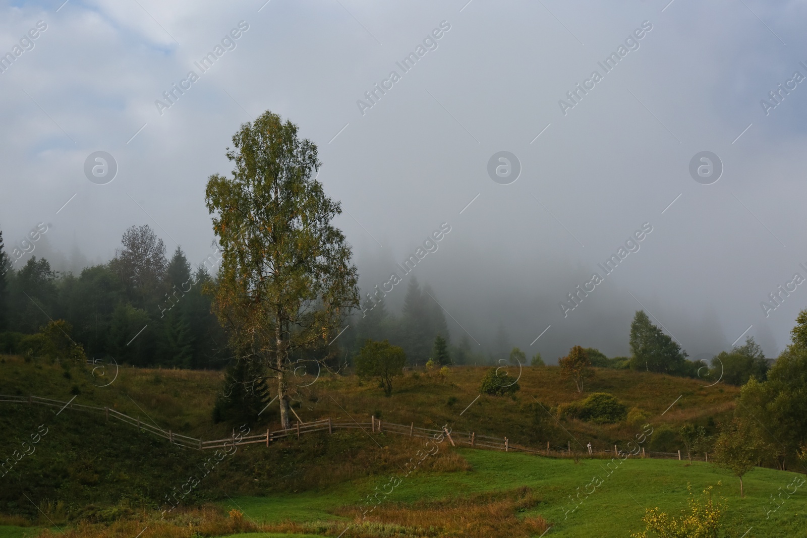 Photo of Picturesque view of beautiful foggy forest in morning