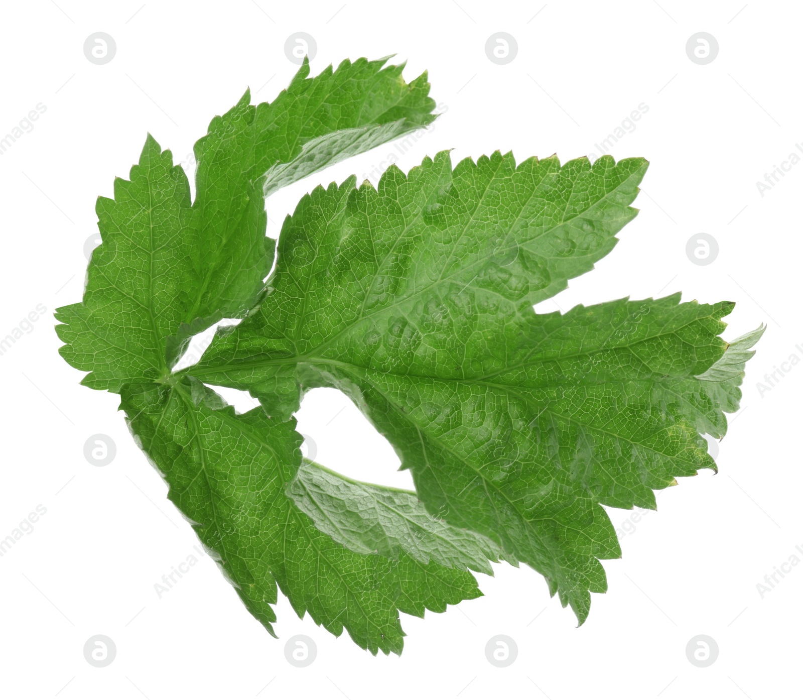 Photo of Tasty fresh green parsnip leaves isolated on white