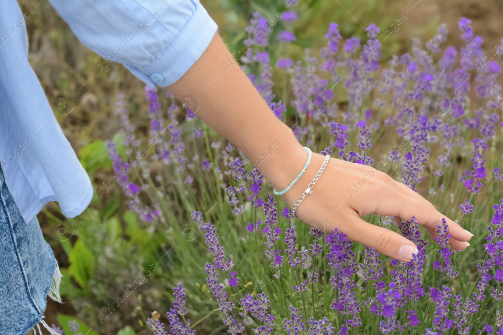 Photo of Woman in lavender field on summer day, closeup