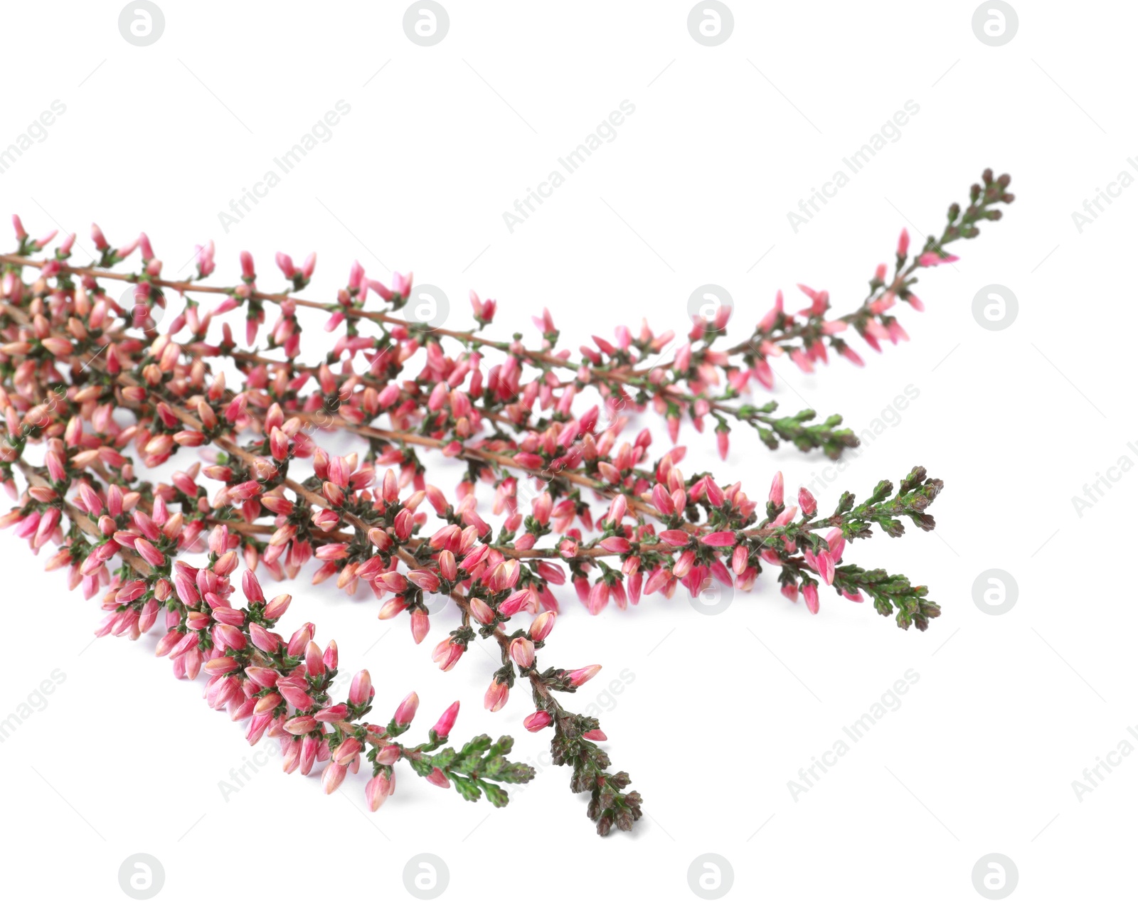 Photo of Branches of heather with beautiful flowers on white background