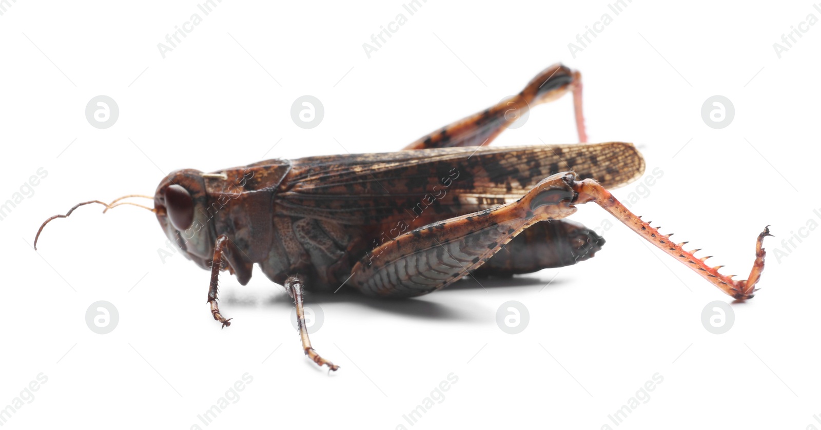 Photo of Brown grasshopper isolated on white. Wild insect