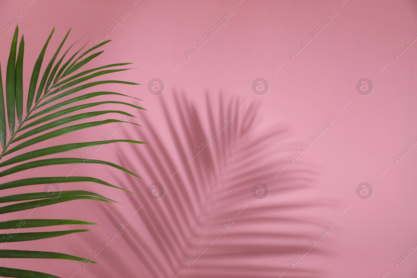 Photo of Tropical palm leaf throwing shadow on pink background, space for text