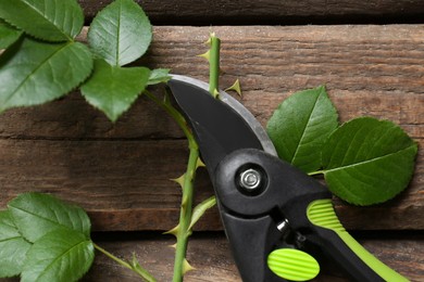 Photo of Cutting rose stem with secateur on wooden table, top view