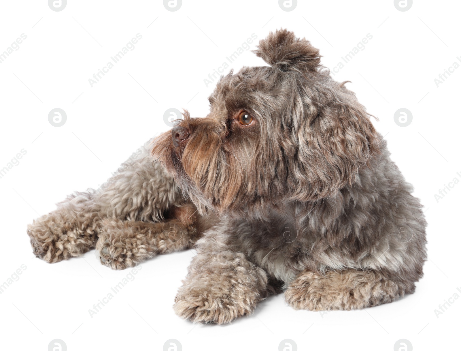 Photo of Cute Maltipoo dog lying on white background. Lovely pet