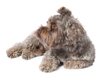 Photo of Cute Maltipoo dog lying on white background. Lovely pet