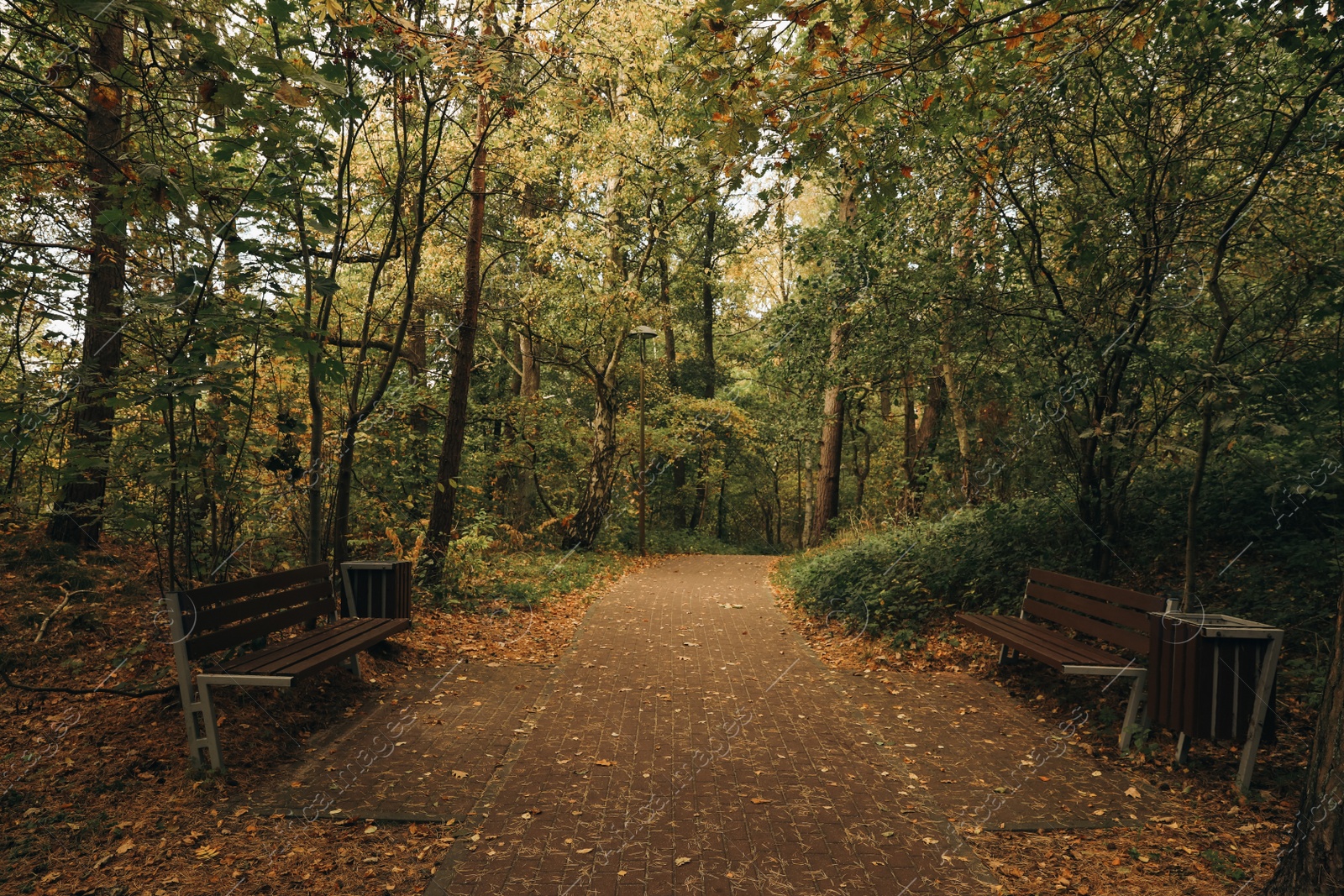 Photo of Many beautiful trees, benches and pathway in autumn park