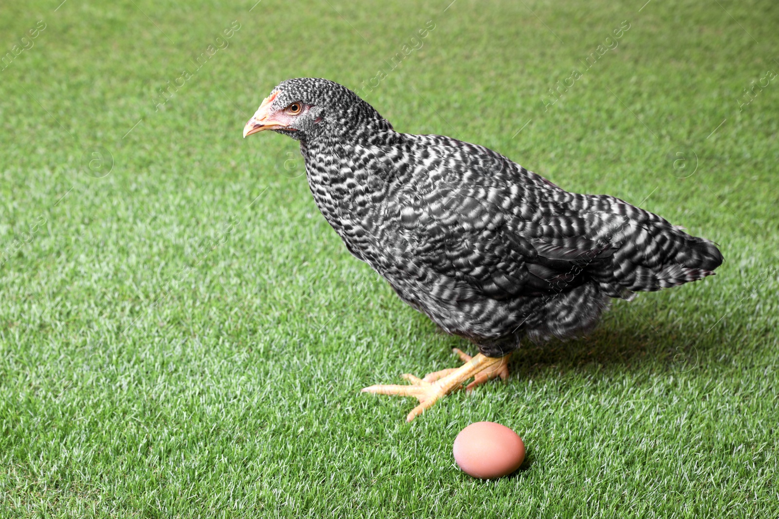 Photo of Beautiful chicken with egg on green grass