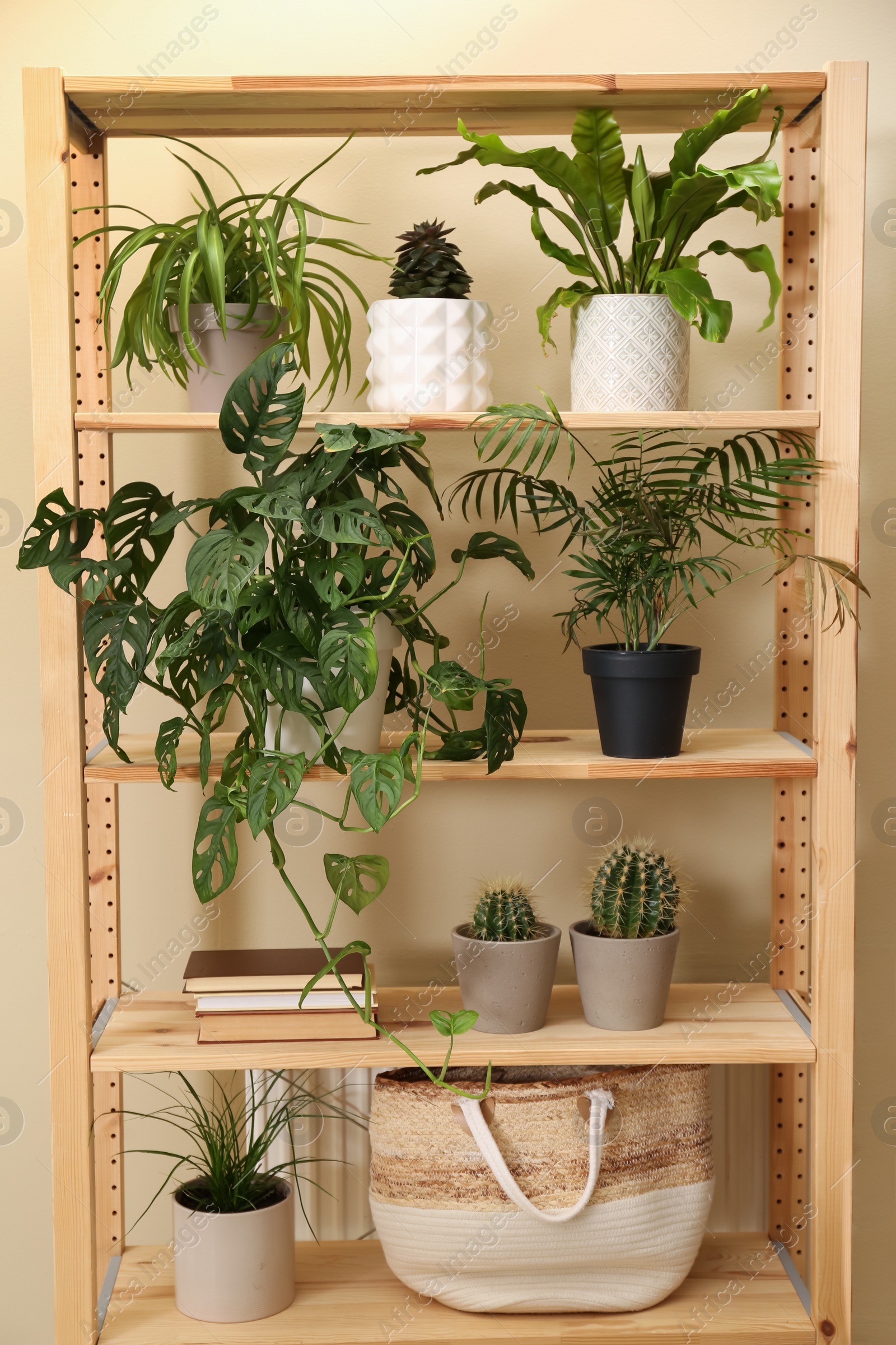 Photo of Beautiful houseplants, stylish bag and books on shelving unit near beige wall