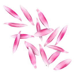 Image of Pink lotus flower petals falling on white background