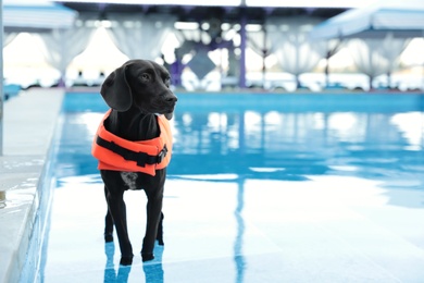 Photo of Dog rescuer wearing life vest in swimming pool outdoors