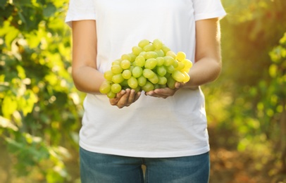 Photo of Woman holding bunch of fresh ripe juicy grapes in vineyard, closeup