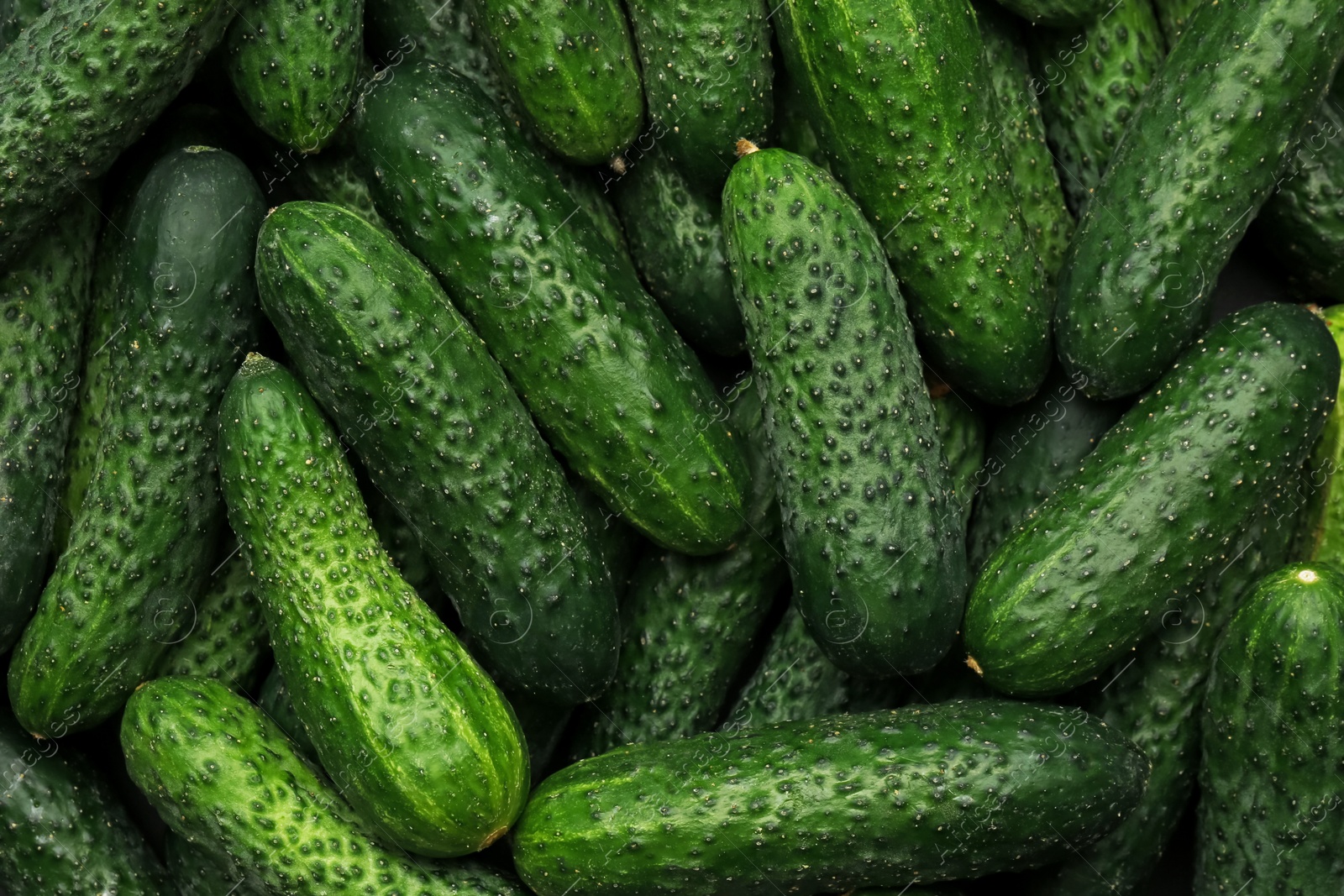 Photo of Fresh whole ripe cucumbers as background, top view