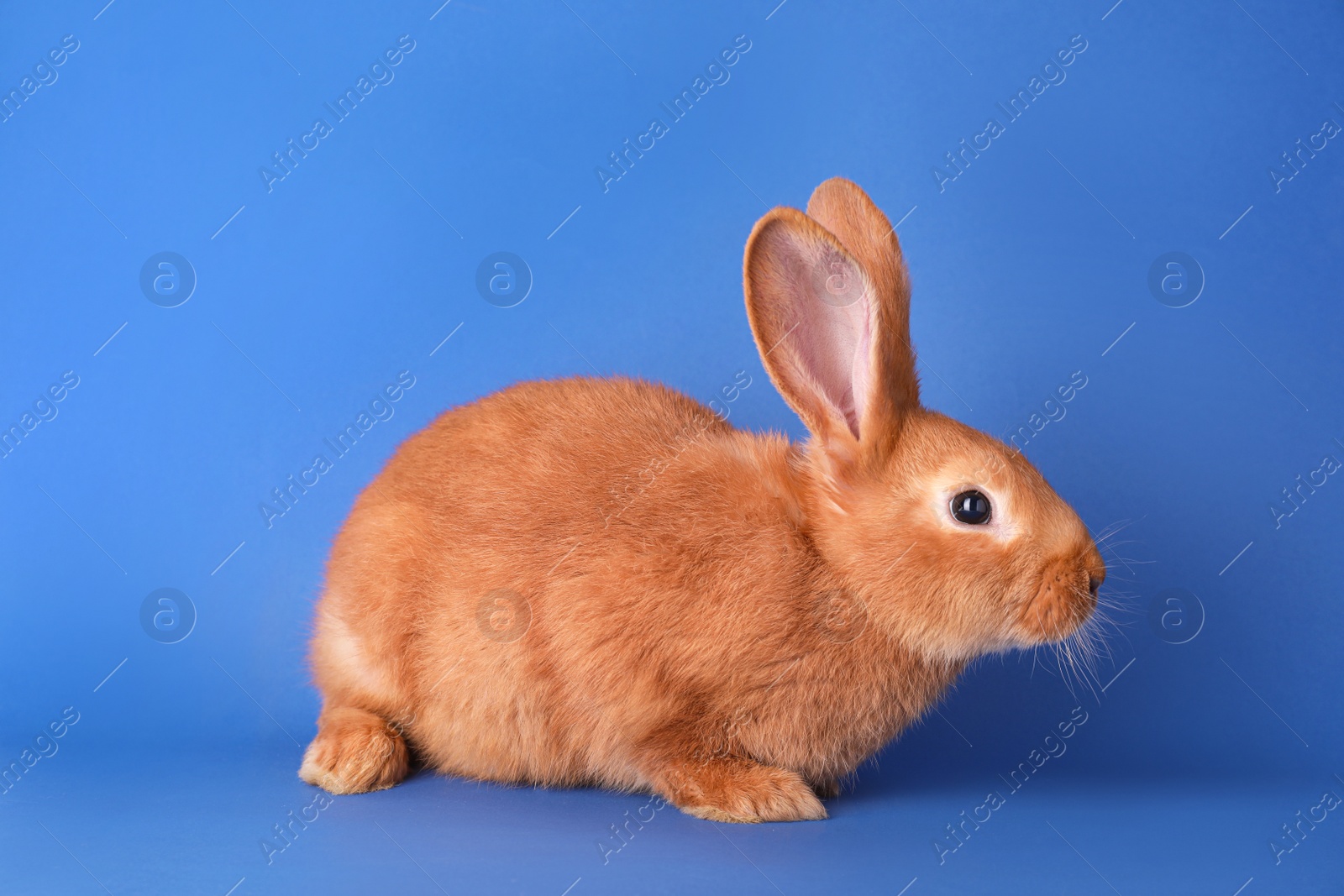 Photo of Cute bunny on blue background. Easter symbol