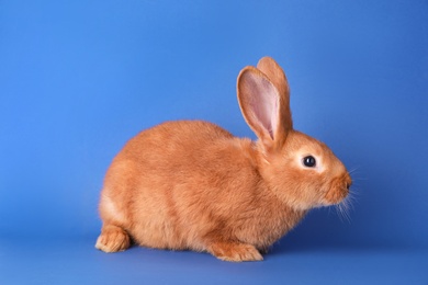 Photo of Cute bunny on blue background. Easter symbol