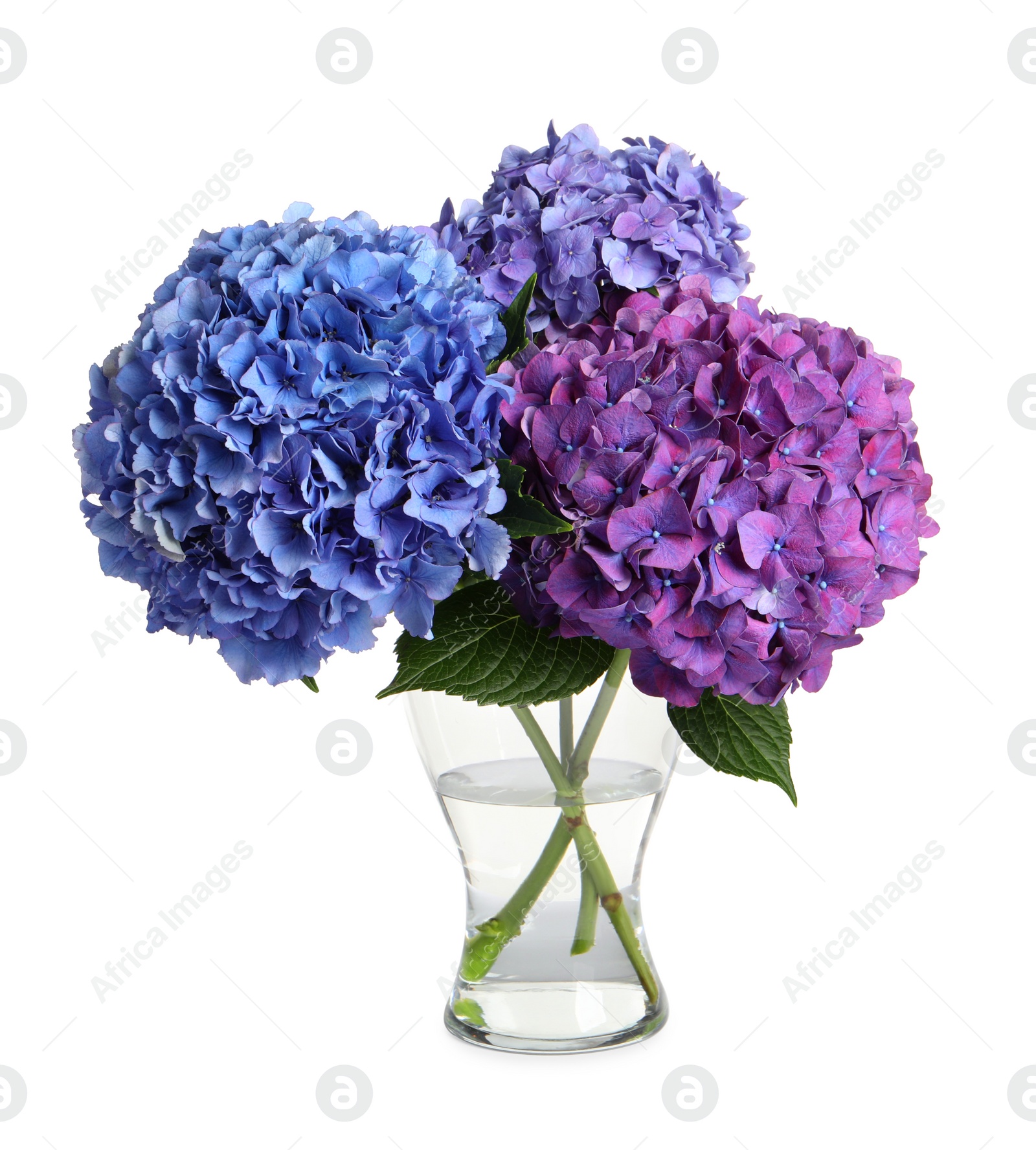 Photo of Bouquet with beautiful hortensia flowers isolated on white