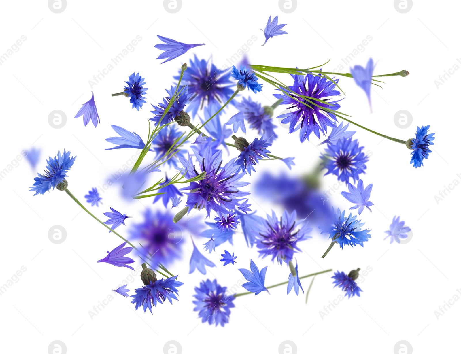 Image of Bright blue cornflowers in air on white background