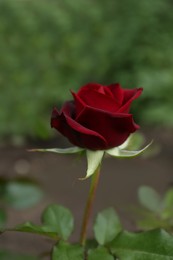 Photo of Beautiful blooming red rose outdoors, closeup view