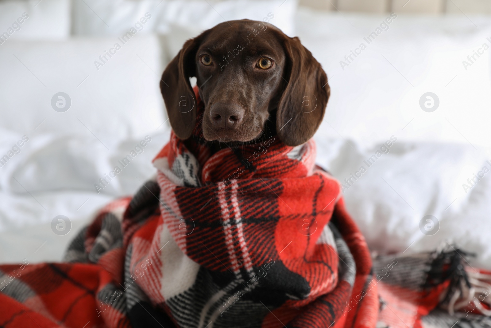 Photo of Adorable dog under plaid on bed at home