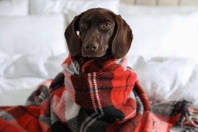 Adorable dog under plaid on bed at home