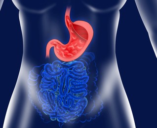 Illustration of  stomach and intestine on blue background. Gastroenterology