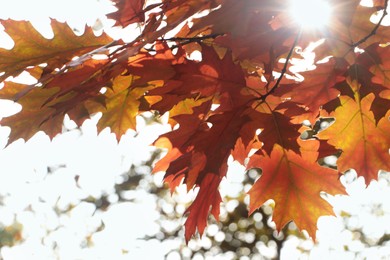 Beautiful trees with autumn leaves on sunny day