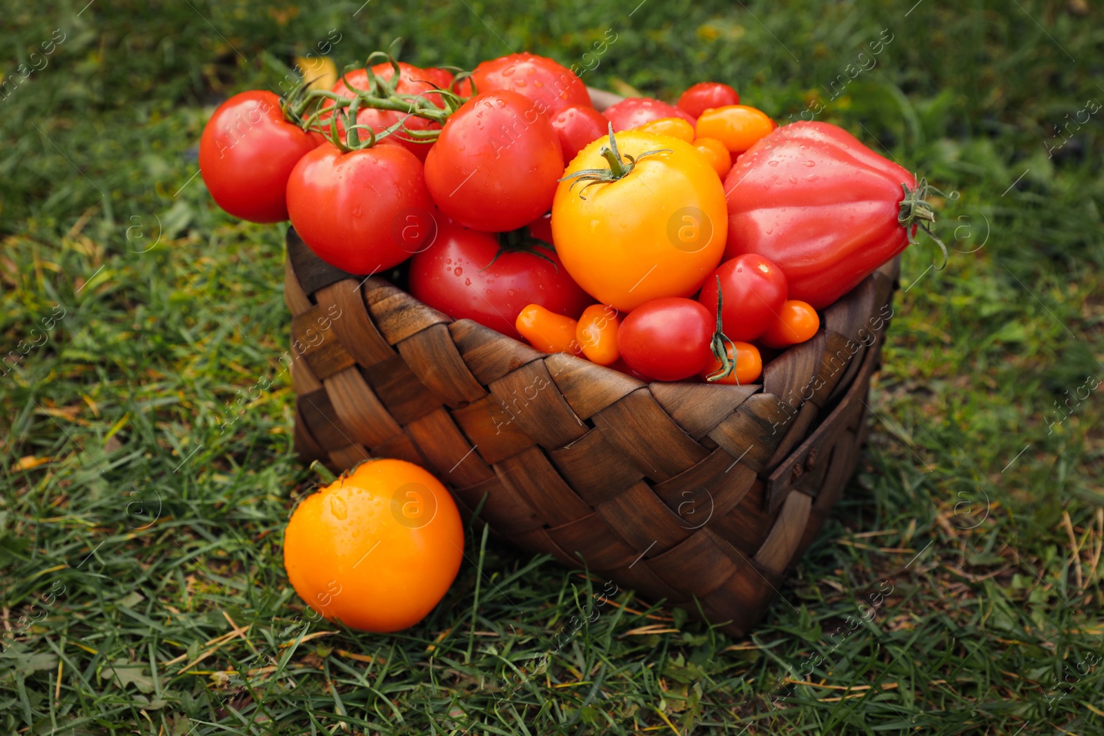 Photo of Basket of fresh tomatoes on green grass outdoors