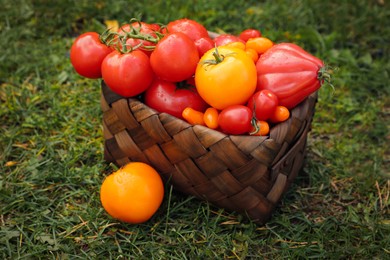 Photo of Basket of fresh tomatoes on green grass outdoors