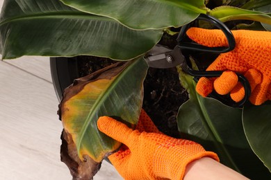 Photo of Woman cutting damaged leaf from houseplant indoors, closeup